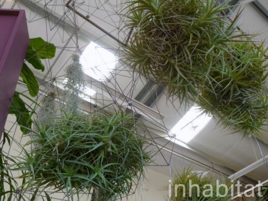 inhabitat, flora grubb, flora grubb gardens, inhabitat tour, gardening, eco gardening, living walls