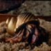 robert dugrenier, glass blowing, glass, hermit crabs, crabitats, shelters, marine life