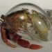 robert dugrenier, glass blowing, glass, hermit crabs, crabitats, shelters, marine life