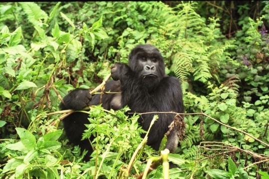 mountain gorillas, great apes, rwanda, poaching, illegal hunting, snares, gorillas, poacher traps