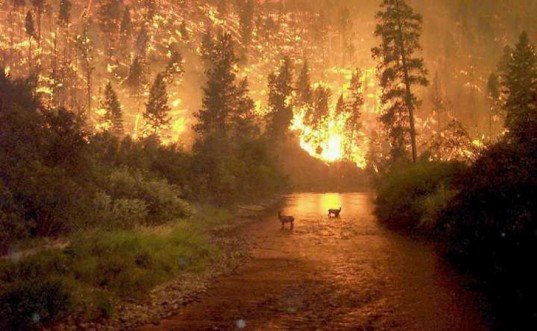 Firewise, Pine forest health, Colorado fire, Climate Change fire, Smokey the Bear, fire surpression, historic forest fires, Western forest health,