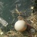 Pollution, Contaminated Water, Plastic Bottles, Balloon
