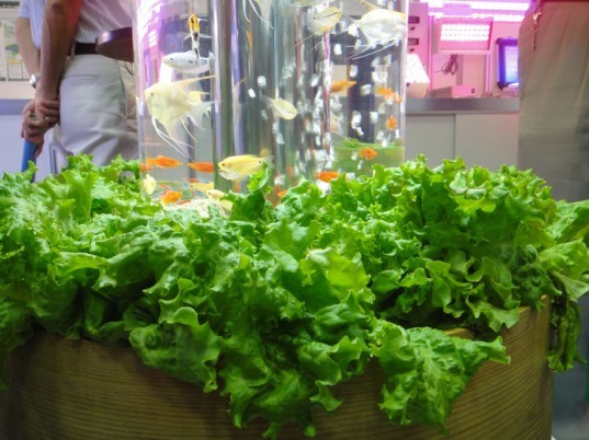 Aquaponics, fish tank, aquarium, lettuce, fish, hydroponics
