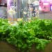 Aquaponics, fish tank, aquarium, lettuce, fish, hydroponics