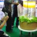 Aquaponics, fish tank, aquarium, lettuce, fish, hydroponics