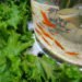 Aquaponics, fish tank, aquarium, lettuce, fish, hydroponics