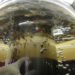 Aquaponics, fish tank, aquarium, lettuce, fish, hydroponics