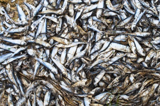 dead fish, midwest fish deaths, global warming, record summer temperatures, climate change, thousands of fish die, 2012 heat wave, iowa dead fish, illinois dead fish, hot weather, mass fish deaths