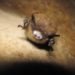 bat cave, artificial bat cave, nature conservancy, tennessee, white-nose syndrome, bat epidemic, bat disease, conservation, conservation, environmentalists