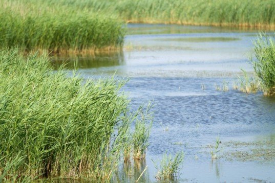 arundo, arundo donax, giant reed, cane, biofuel, energy crop, cellulosic ethanol, invasive species