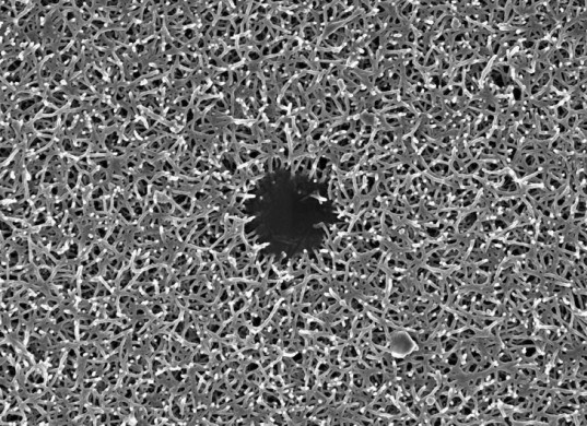 cellulose nanocrystals. cellulose, wood pulp extract, strength, forest products laboratory"