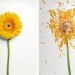 jon shireman, broken flowers, liquid nitrogen, shatter