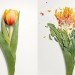 jon shireman, broken flowers, liquid nitrogen, shatter