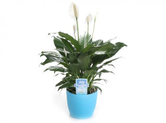 National Indoor Plant Week National Indoor Plant Week, indoor plants, indoor plant week, 02 for you, plants, houseplants, house plants, peace lilies, ferns and spider plants, benefits of indoor plants