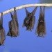 bat cave, artificial bat cave, nature conservancy, tennessee, white-nose syndrome, bat epidemic, bat disease, conservation, conservation, environmentalists