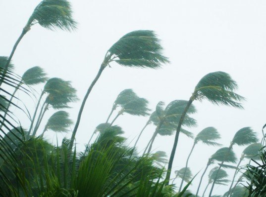 rain storm, tropical storm, hurricane, palm trees in rain, palm trees storm