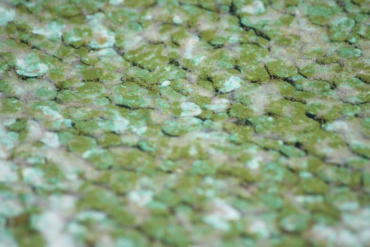 U.S. Department of Energy’s Argonne National Laboratory, argonne national laboratory, blue-green algae, musical notes, data visualization, musical innovation, department of energy,