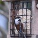 chickadee, chickadee on suet feeder, chickadee eating suet, chickadee feeder, suet feeder with bird, bird on feeder