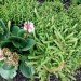 Ecotelhado Colombia, green roof, roof garden, urban design, colombia, sustainable design, green design, sustainable design, gardening, bogota, green renovation, recycled materials
