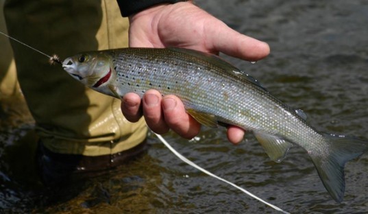 Fish mercury, mercury levels in pregnant women, pregnancy care, fish benefits, ADHD Mercury link, Mercury and ADHD, Brigham and Women's Hospital, Harvard Hospital, Harvard research, ADHD and diet, prenatal care, prenatal diet