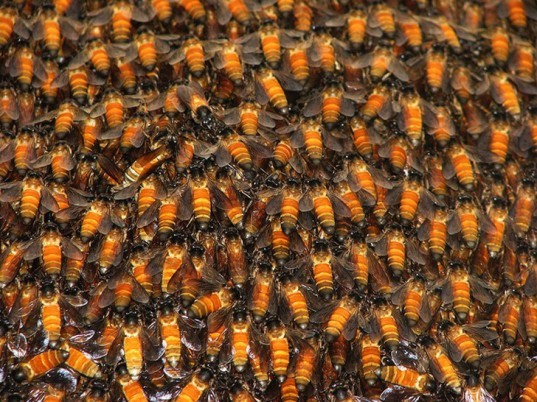 green design, eco design, sustainable design, bees, green honey, Alsace, Agrivalor, tainted honey, contaminated honey, M&M's, M&M's honey
