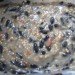 Melted suet with seeds, suet bird feeder, suet and nuts, DIY suet feeder