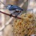 White breasted nuthatch, nuthatch with suet, DIY suet feeder, suet birdfeeder, suet and seeds, tallow bird feeder, tallow and seeds