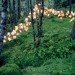Rune Guneriussen, temporary installation, green art, sustainable artwork, nature art, everyday objects, recycled materials, repurposed objects, sustainable design, green design, light installation, land art