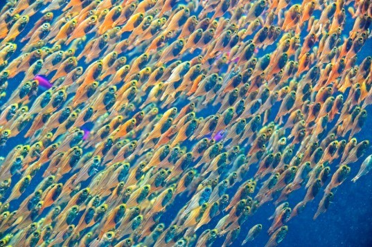 university of british columbia, overfishing, fish stocks, climate systems, warming oceans, oxygen levels, sea levels, marine life, nature climate change,