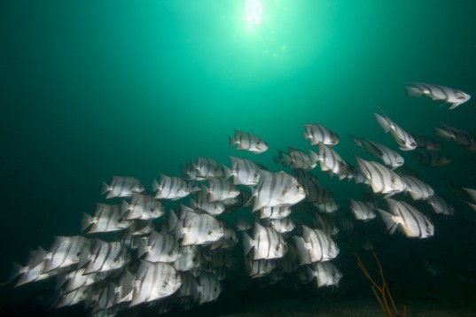 university of british columbia, overfishing, fish stocks, climate systems, warming oceans, oxygen levels, sea levels, marine life, nature climate change,