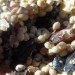 Melted suet with nuts, nut and fruit suet, suet bird food, suet feeder, bird feeder, DIY suet feeder