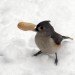 winter bird, bird in winter, bird eating nut, bird in snow