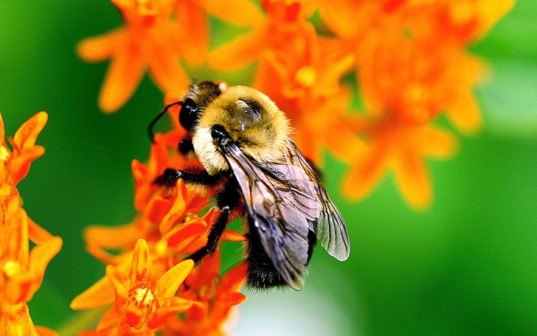 bees, pesticides, harm, study, nature