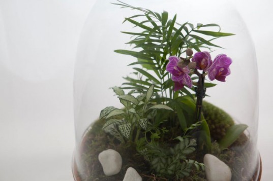 Living Gems, terrariums, Sharon Toong, gardens, London