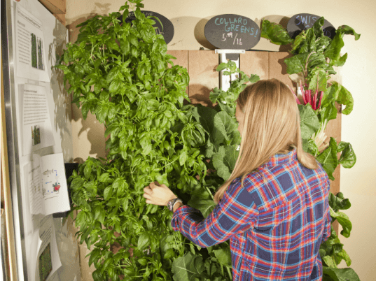 Bright Agrotech, vertical gardening, vertical system, hydroponics, CSA, small business farming, kickstarter, kickstarter campaign