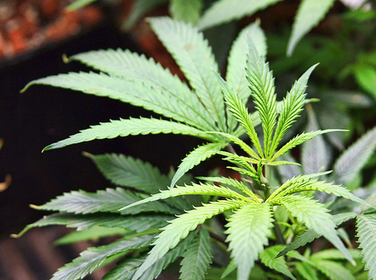 California marijuana, California pot growers, California environmental impact, Marijuana environmental impact, Eureka California pot, Eel River Salmon, Pacific fisher, Northern California environment, California pot impact, environmental destruction farming