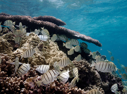 Coral Reefs Extinction, Reefs Dying, Carnegie Institute for Science, Global Warming Impacts, Ocean Acidification, Carbon Emissions Impact, pollution killing sealife, coral reef threatened