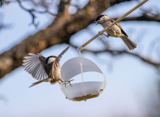 Birdfreeder Flat Pack Bird Feeder Birdfreeder, bird feeder, green design, sustainable design, flat pack bird feeder, flatpack, recycled materials, animals, birds, nature, green products