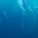 plastic pacific, kim preston, sea creatures, trash, garbage, great pacific garbage patch, pacific trash vortex