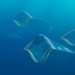 plastic pacific, kim preston, sea creatures, trash, garbage, great pacific garbage patch, pacific trash vortex
