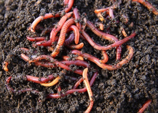 Charlotte Douglas International Airport, red wigglers, composting, fertilizer, recycling, recyclables, North Carolina, USA, food waste, divert waste from the landfill, news, environment, recycling initiatives