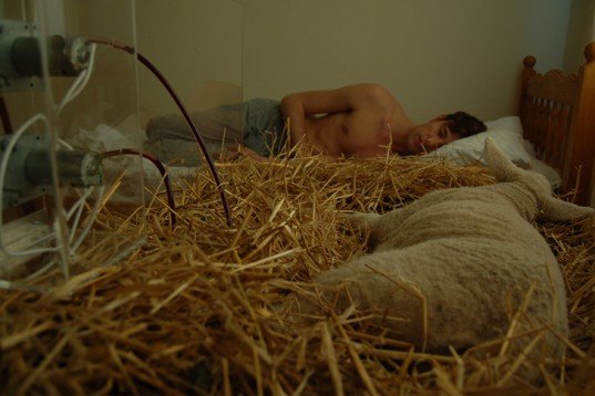 Cohen Van Balen, Dialysis Sheep, Respiratory Dog, Cohen Van Balen, Life Support, animals, dog, sheep, transgenic lamb, Animals, Design for Health