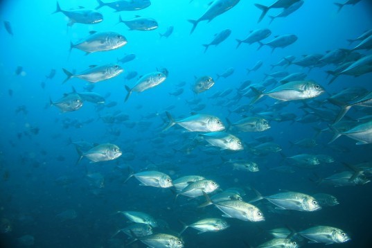 plymouth university, UK Marine Biological Association, plastic contamination, UK fish, plastic fish, rayon, synthetic plastic, plastic poison, marine wildlife, british water, ecosystems, plastic traces, fish,