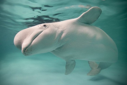 beluga whale, cook inlet, alaska, endangered species, white whale, canary of the sea,