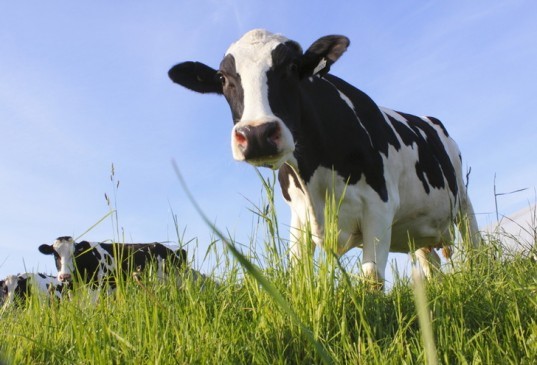 dairy cows, manure, digester, super bowl, offset, credits, methane, greenhouse gas