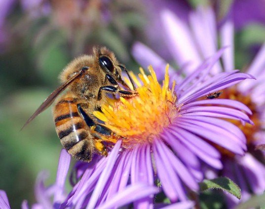 honeybee, pollinator, pesticides, neonicotinoids, colony collapse, b&q, wickes, home improvement, ban