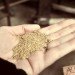 The Alaskan Brewing Company, brewery powered by its own beer, beer-powered brewery, Alaska, Juneau, steam turbine, Federal Rural Energy for America, clean energy, renewable energy, sustainable business model, environment, news