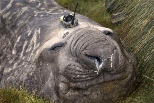 Antarctic Climate & Ecosystem CRC, climate change, elephant seals, antarctica, antarctica ice, ACE CRC, Tasmania, cameras, antarctica sensors, global warming, ocean currents, seals