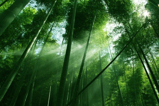 bamboo forest, bamboo, forest, bamboo trees, trees