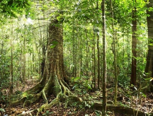 Brazil rainforest, Amazon rainforest conservation, Amazon deforestation, Brazil deforestation, Brazil Amazon survey, environmental destruction, climate change, Brazil Amazon conservation, environment conservation, tropical rainforests